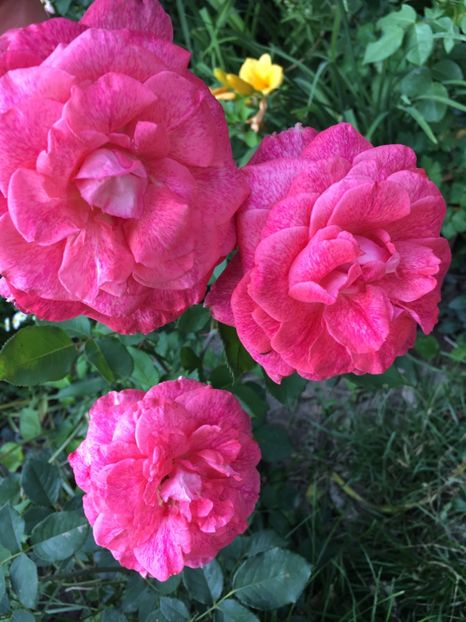 Pierre cardin - Trandafiri 2018 ll