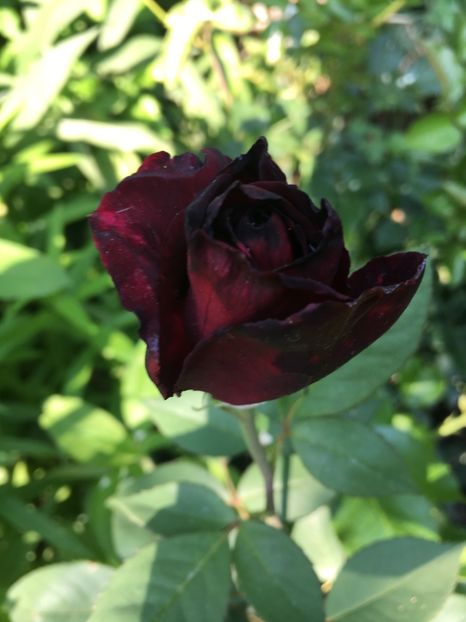 1268C5FA-1425-4C14-85B5-8E0E2F3F0C2D - Trandafiri 2018 ll