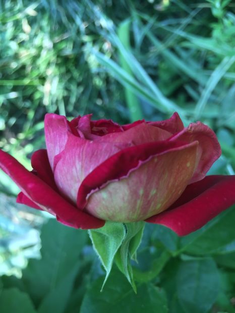 C5B5794D-4EB7-4D54-AA88-EF82115B7B30 - Trandafiri 2018 ll