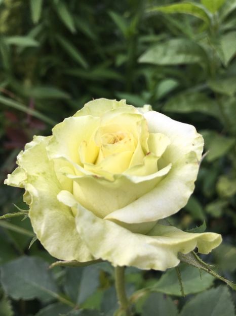 Green - Trandafiri 2018 ll