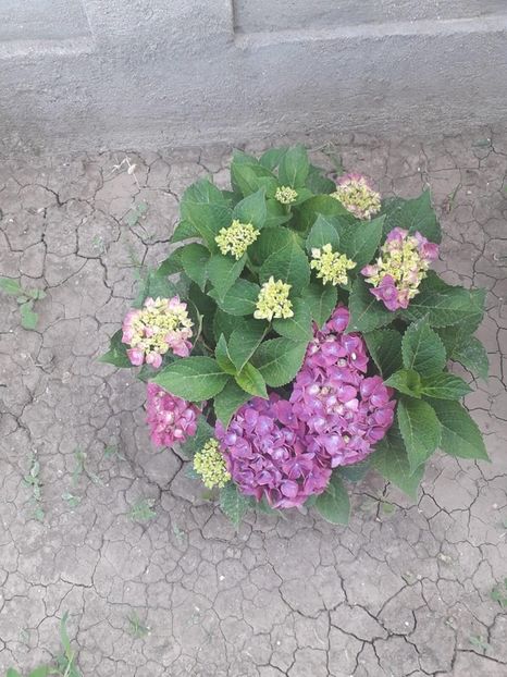 Hortensii 2018 - Hortensii