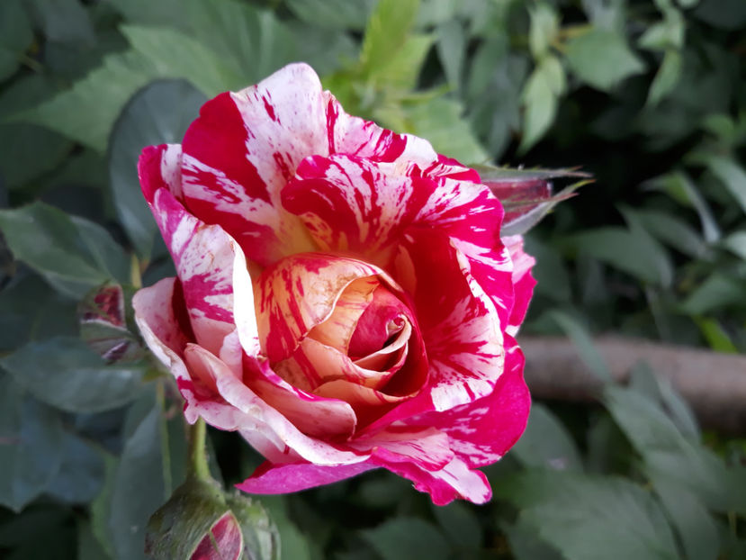  - MAURICE UTRILLO Delbard 3