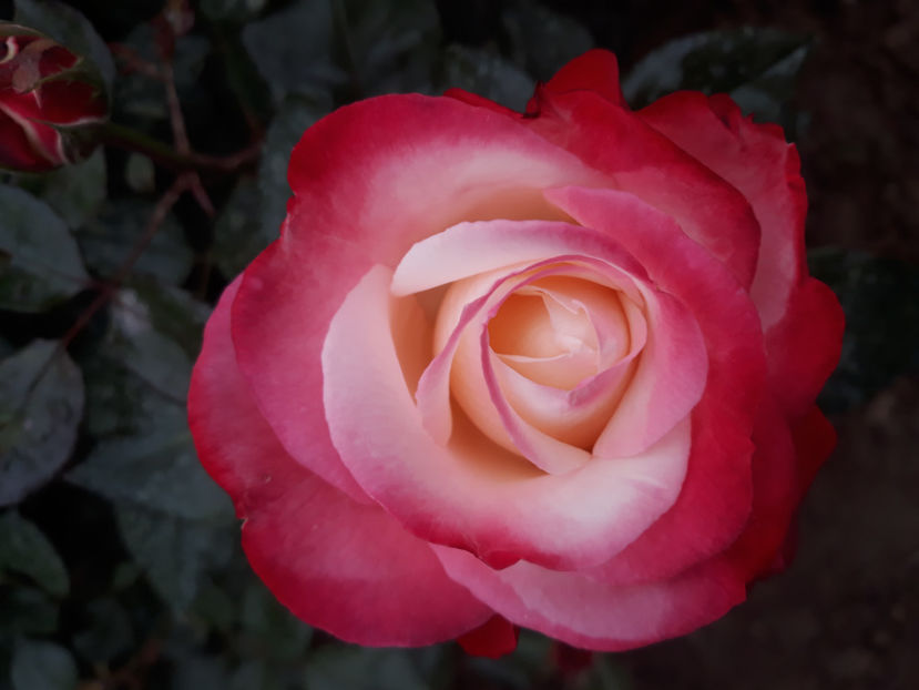  - NOSTALGIE Tantau 2