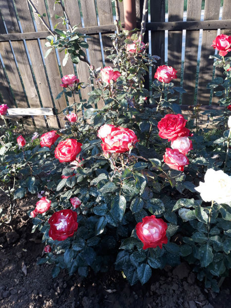  - NOSTALGIE Tantau 2