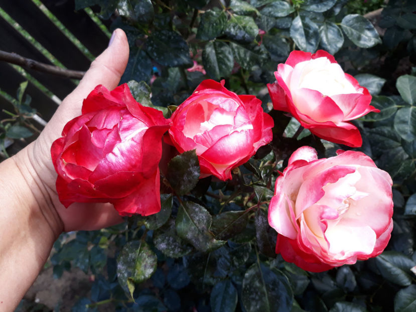  - NOSTALGIE Tantau 2