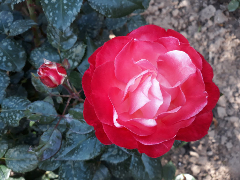  - NOSTALGIE Tantau 2