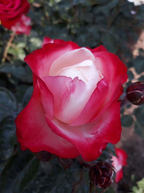  - NOSTALGIE Tantau 2