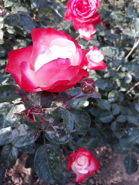  - NOSTALGIE Tantau 2