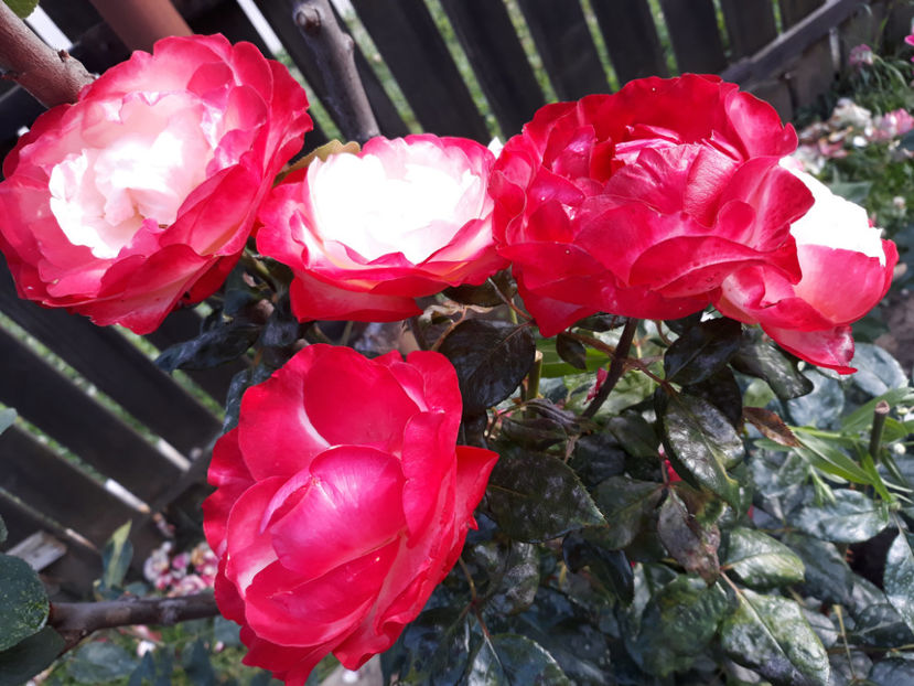  - NOSTALGIE Tantau 2