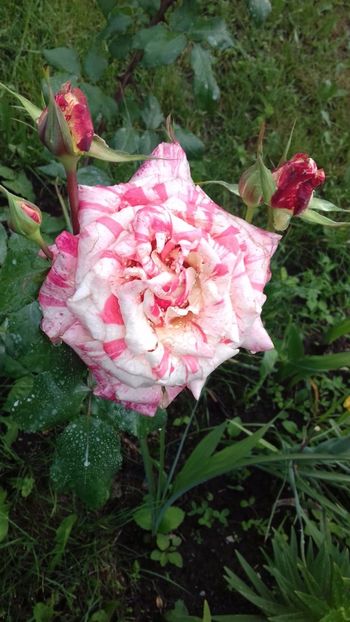 IMG-20180606-WA0024 - Philatelie