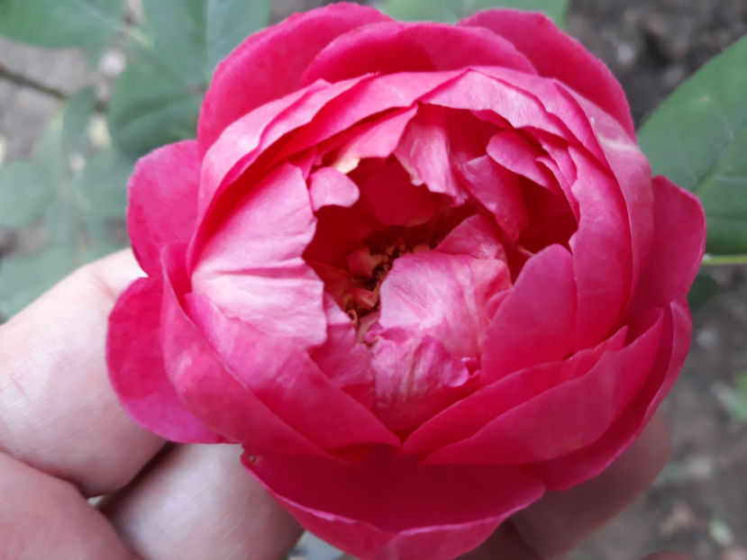  - BENJAMIN BRITTEN David Austin 3