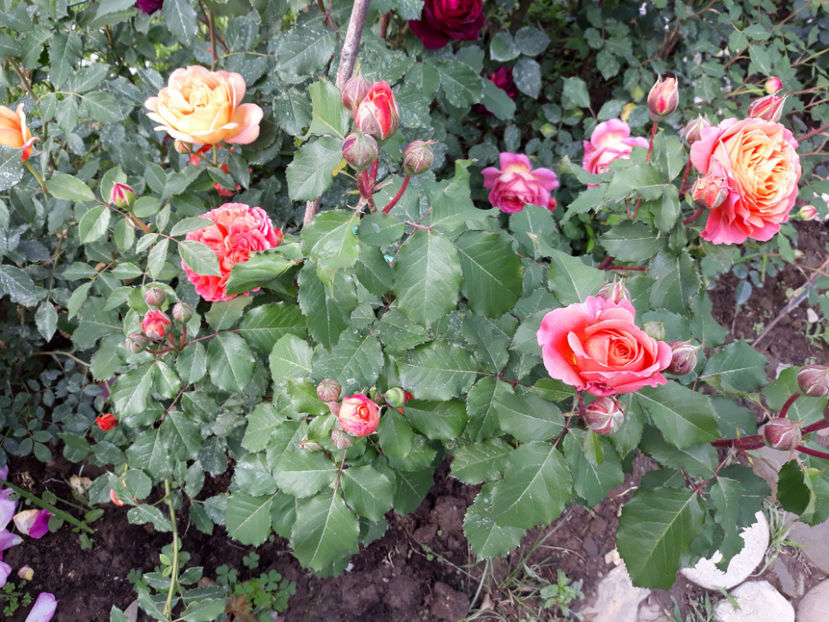  - EMILIEN GUILLOT Guillot 3