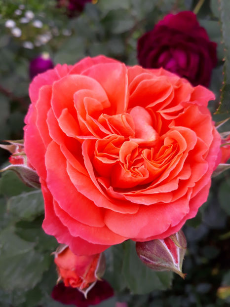  - EMILIEN GUILLOT Guillot 3