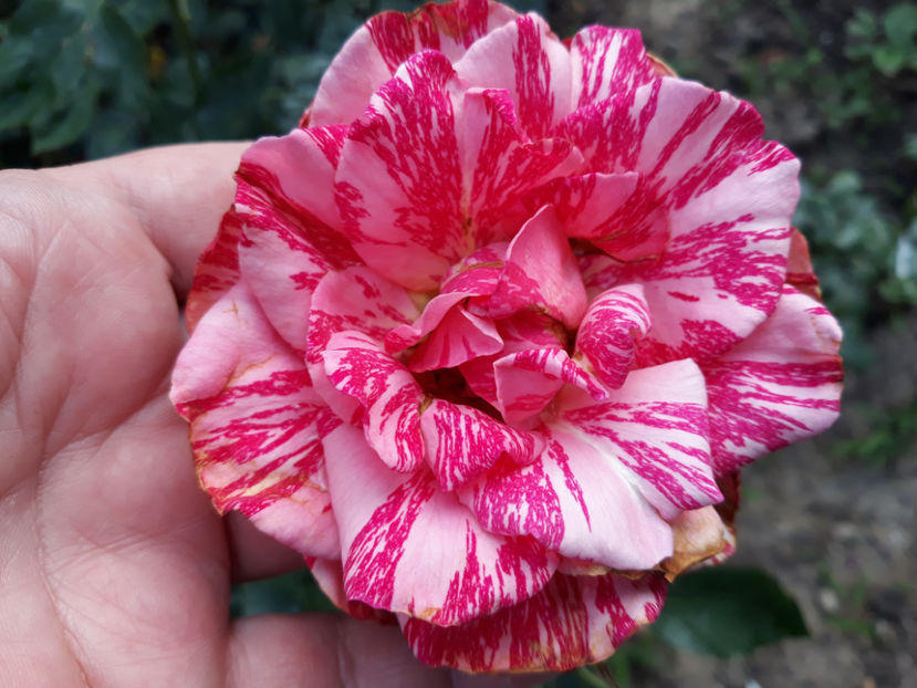  - PINK INTUITION 2