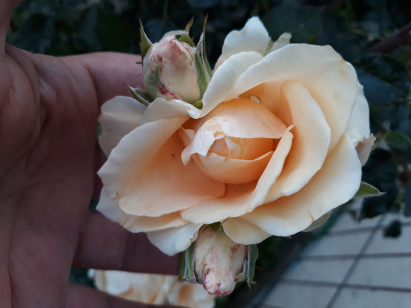  - POUSTINIA 2