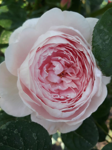  - QUEEN OF SWEEDEN David Austin 3