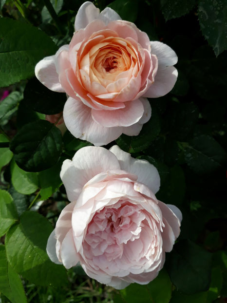  - QUEEN OF SWEEDEN David Austin 3