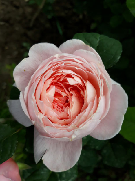 062 (2) - QUEEN OF SWEEDEN David Austin 3