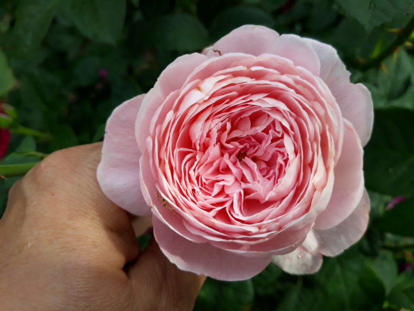  - QUEEN OF SWEEDEN David Austin 3