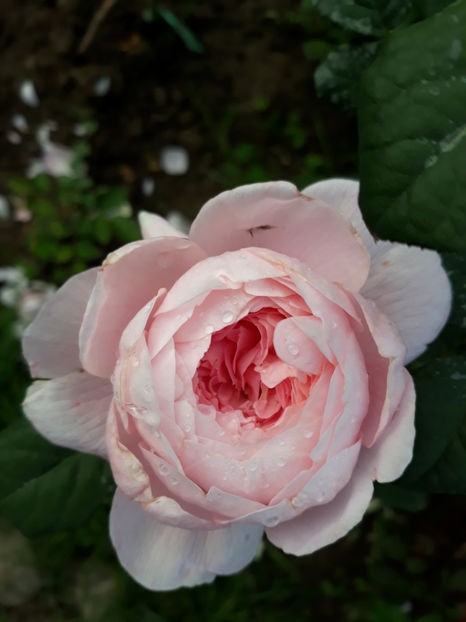  - QUEEN OF SWEEDEN David Austin 3