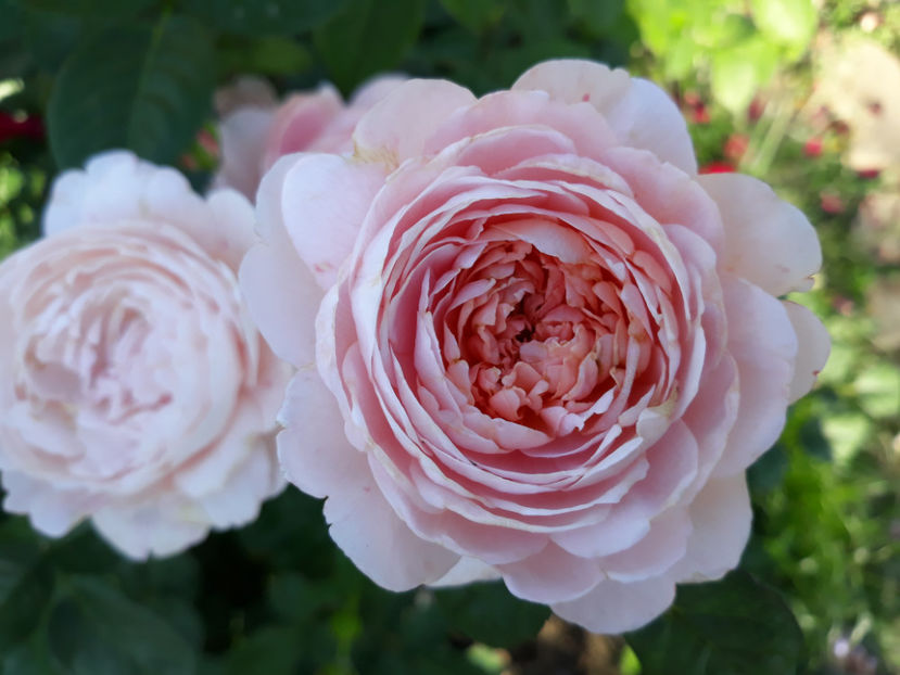  - QUEEN OF SWEEDEN David Austin 3