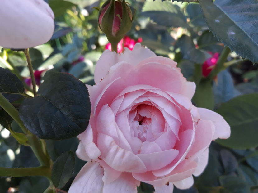  - QUEEN OF SWEEDEN David Austin 3