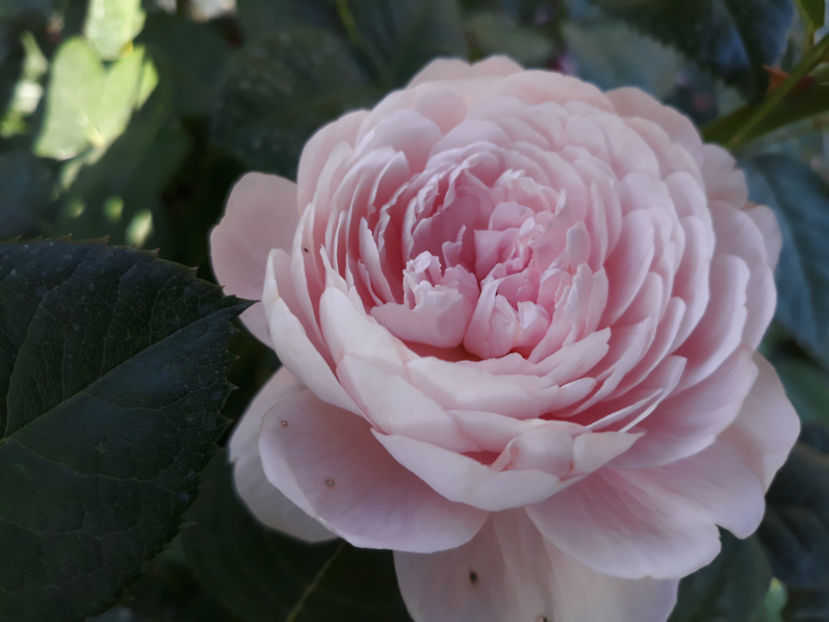  - QUEEN OF SWEEDEN David Austin 3