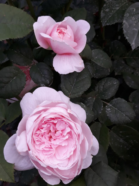  - QUEEN OF SWEEDEN David Austin 3