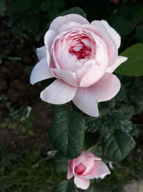  - QUEEN OF SWEEDEN David Austin 3