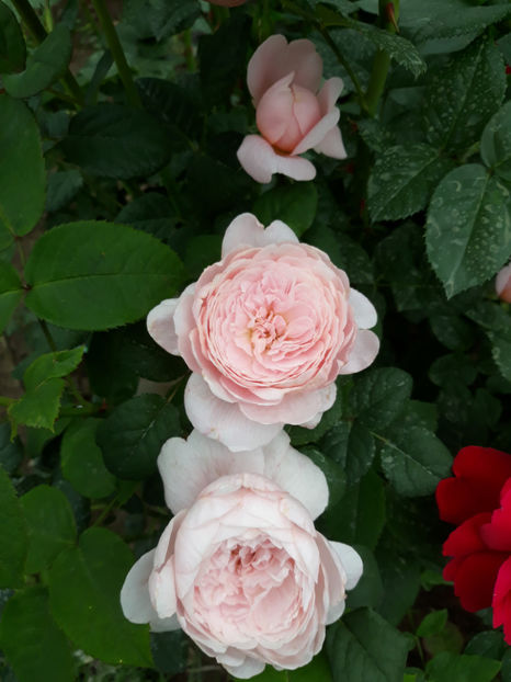  - QUEEN OF SWEEDEN David Austin 3