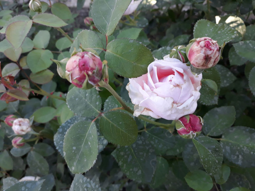  - ST SWITHUN David Austin 3