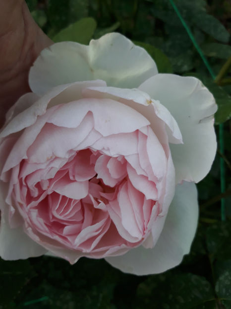  - ST SWITHUN David Austin 3