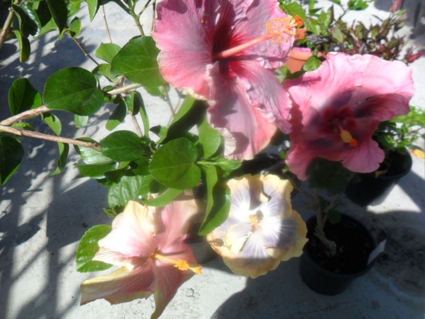  - hibiscusi 2018 1