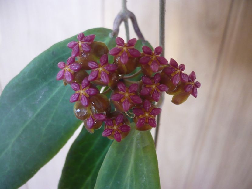 13.06.2018 - HOYA 2018-1