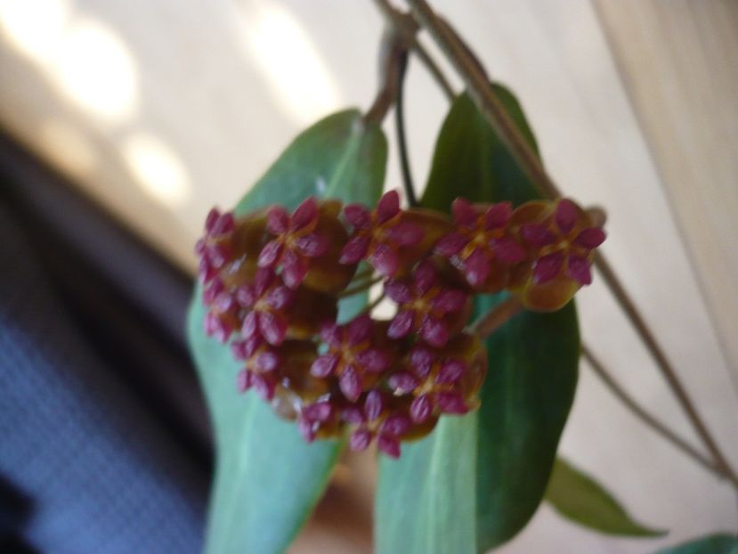 P1370953 - HOYA 2018-1