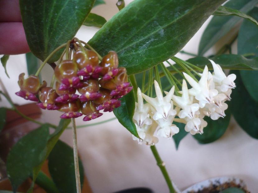 P1370954 - HOYA 2018-1