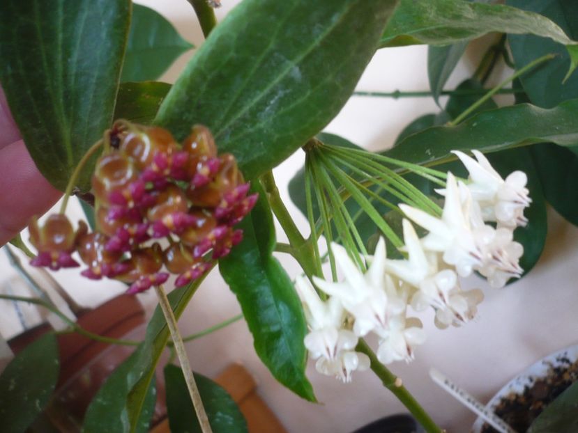 P1370957 - HOYA 2018-1