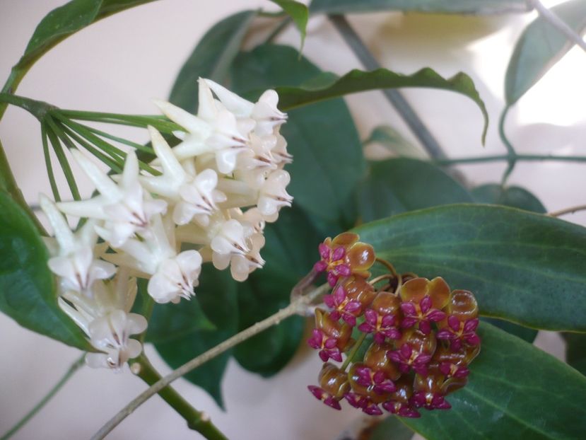 P1370958 - HOYA 2018-1