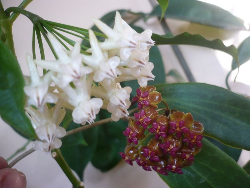 P1370959 - HOYA 2018-1