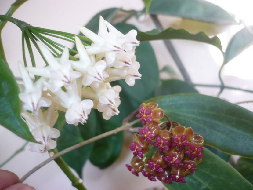 P1370960 - HOYA 2018-1