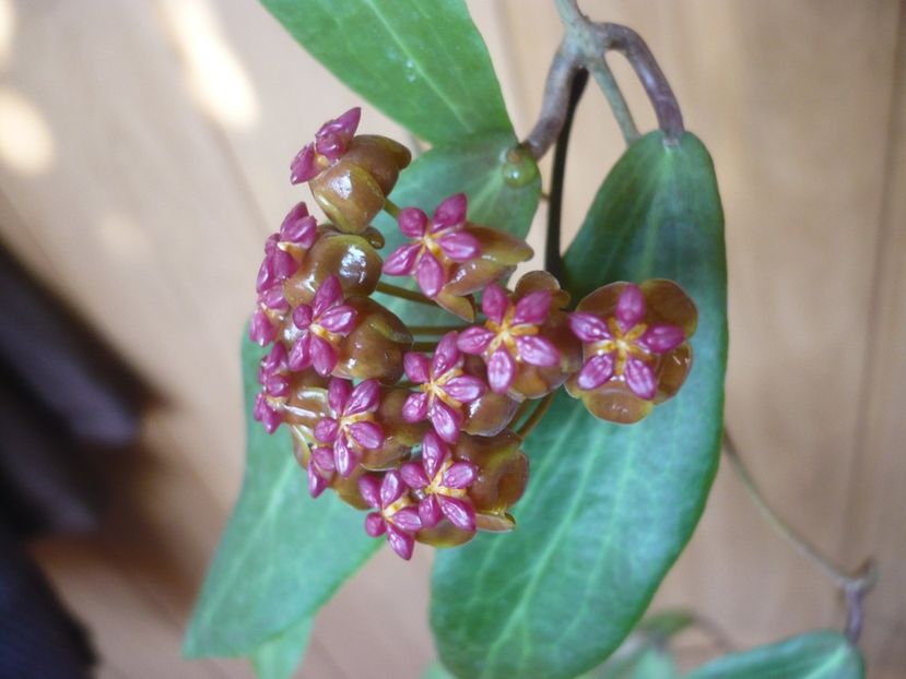 P1370962 - HOYA 2018-1