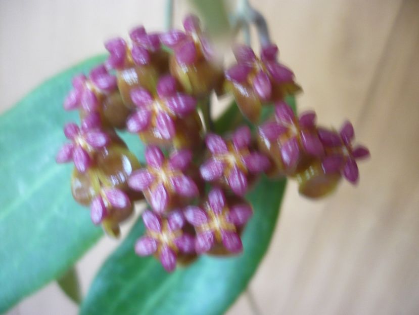 P1370963 - HOYA 2018-1