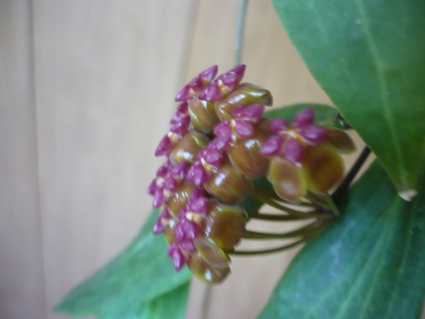 P1370964 - HOYA 2018-1