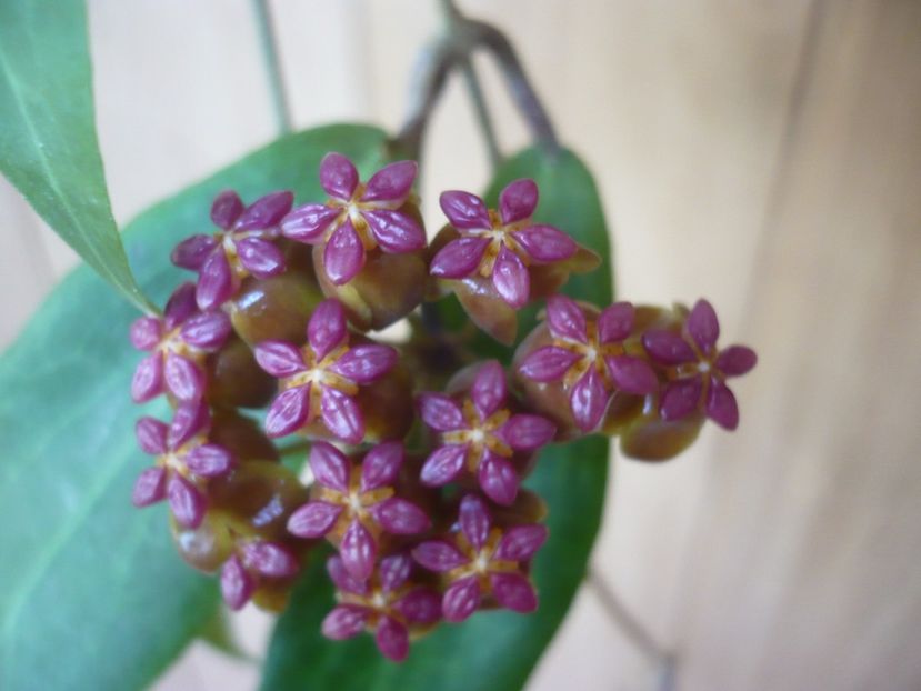 P1370965 - HOYA 2018-1