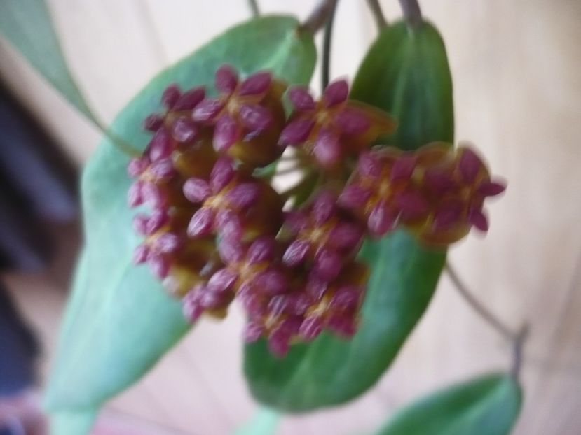 P1370966 - HOYA 2018-1