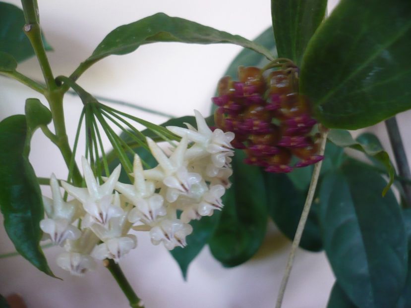 P1370969 - HOYA 2018-1