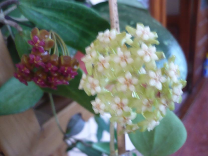 P1370970 - HOYA 2018-1