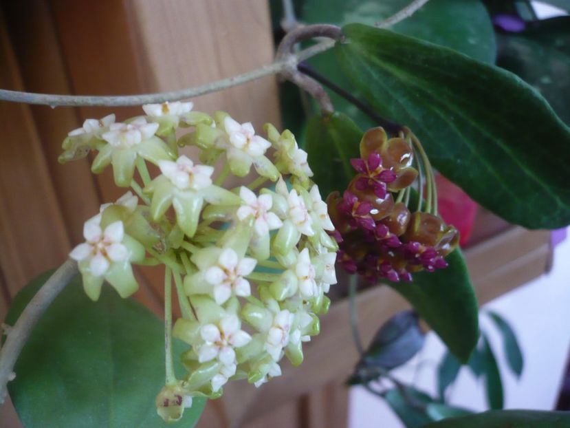 P1370975 - HOYA 2018-1