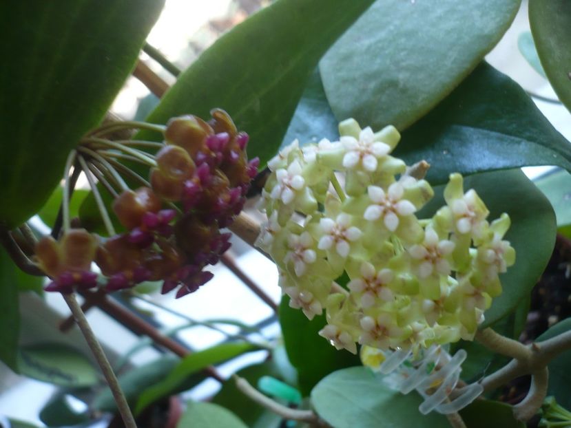 P1370976 - HOYA 2018-1