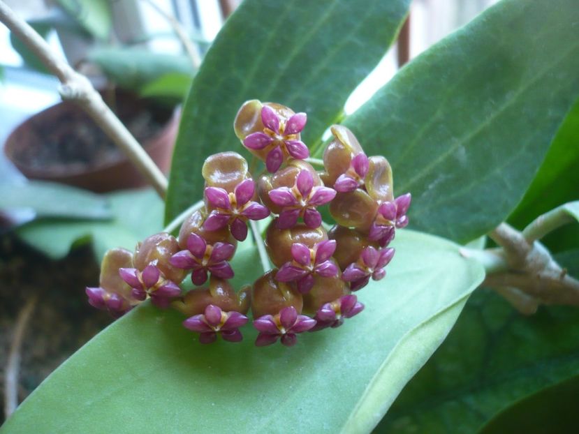 P1370979 - HOYA 2018-1